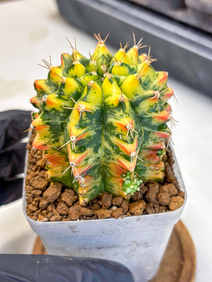Gymnocalycium Oriane (g19) (18) | Rare Hybrid cactus