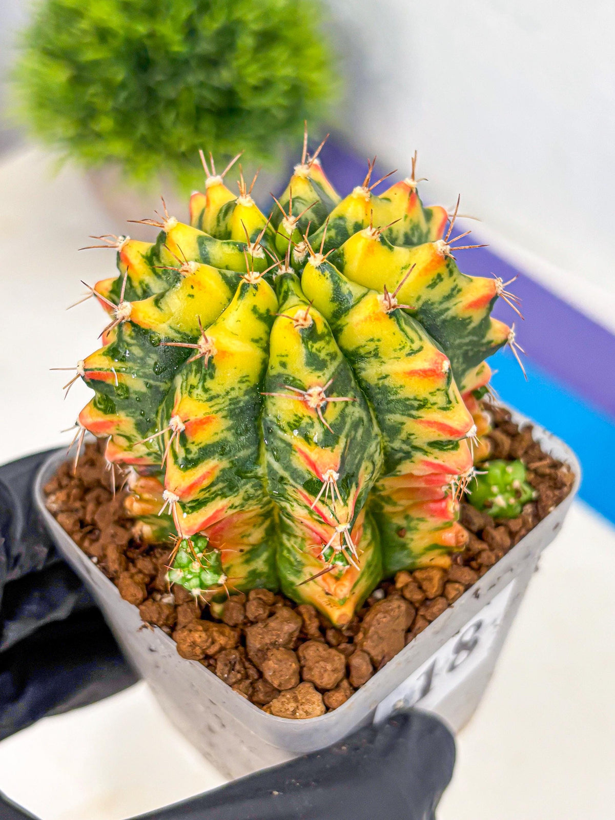 Gymnocalycium Oriane (g19) (18) | Rare Hybrid cactus