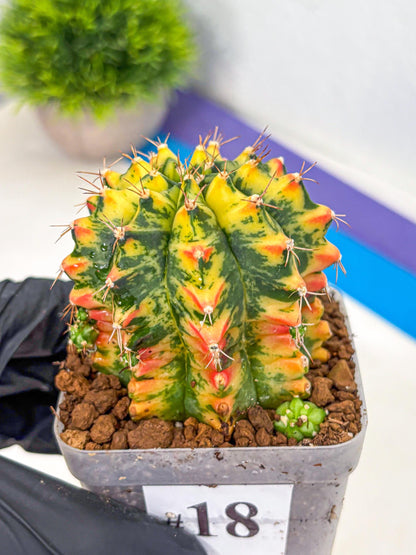 Gymnocalycium Oriane (g19) (18) | Rare Hybrid cactus