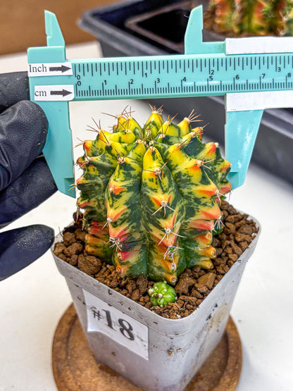 Gymnocalycium Oriane (g19) (18) | Rare Hybrid cactus