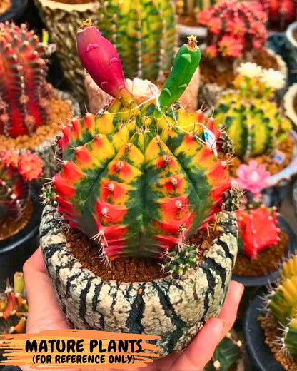 Gymnocalycium Mandarin (gy19) (12) | Rare Hybrid cactus