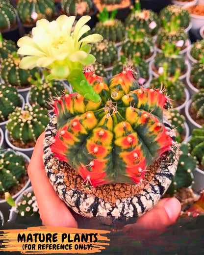 Gymnocalycium Mandarin (gy19) (12) | Rare Hybrid cactus