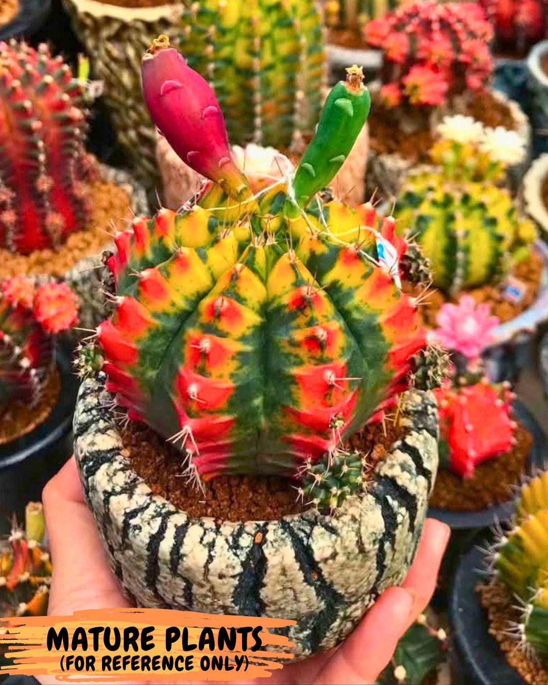 Gymnocalycium Mandarin (gy19) (11) | Rare Hybrid cactus