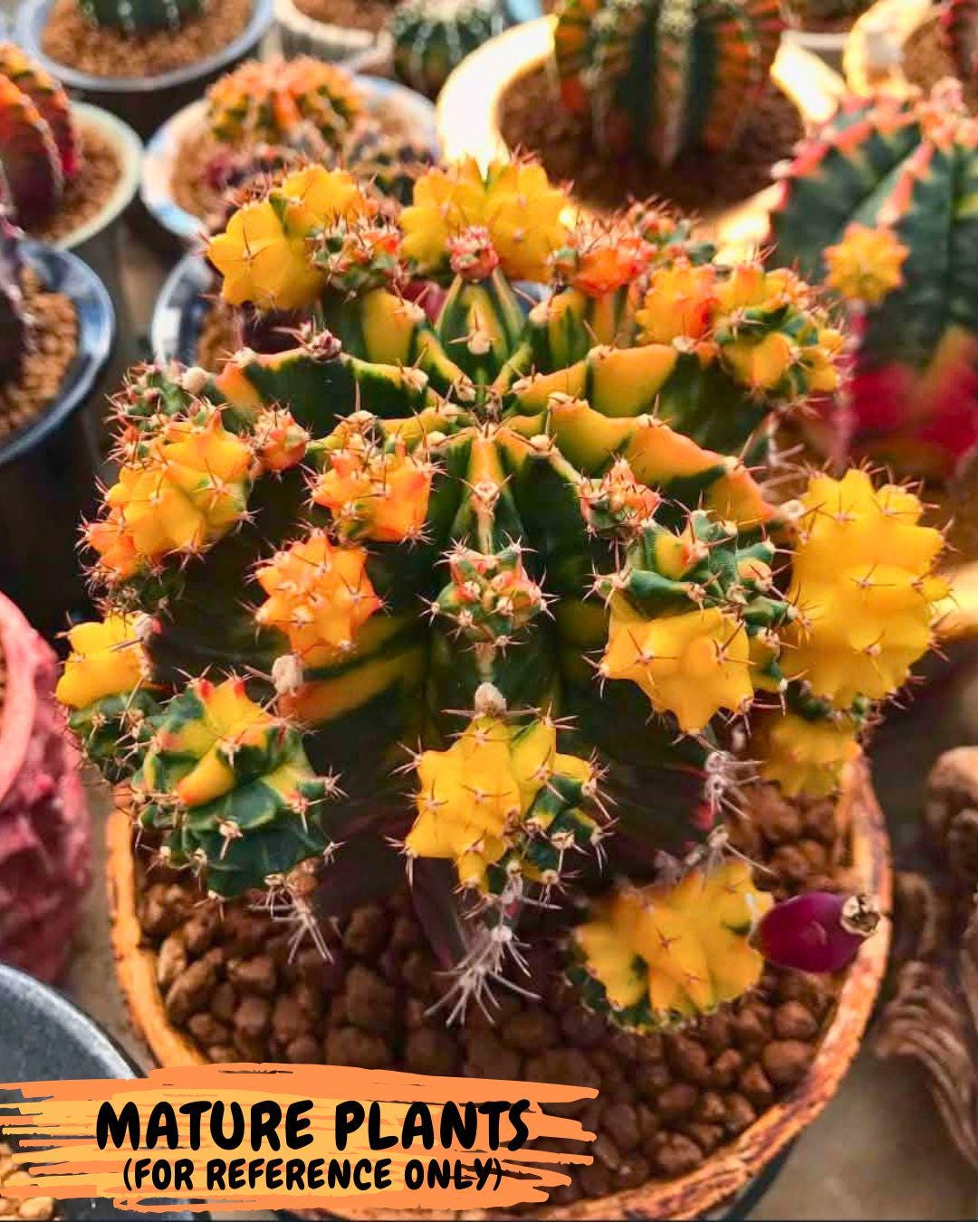Gymnocalycium Shine (gy19) (16) | Rare Hybrid cactus