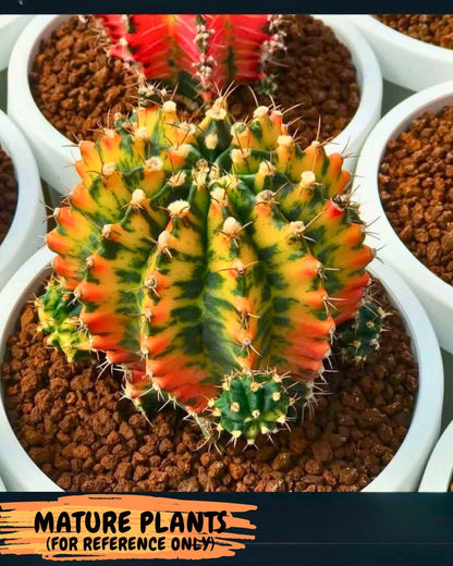 Gymnocalycium Oriane (g19) (18) | Rare Hybrid cactus