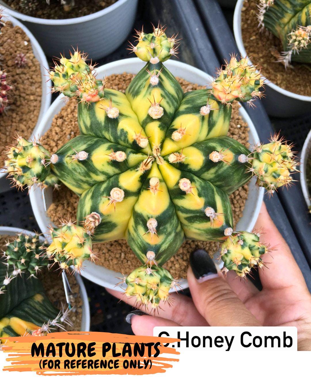 Gymnocalycium Honey Comb (gy8) (4) | Collector’s Edition