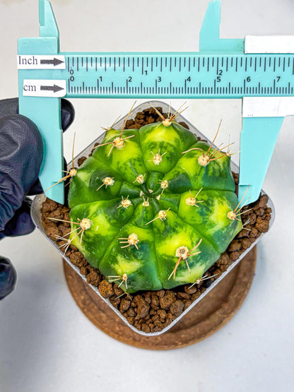 Gymnocalycium Marigold (gy22) (1) | Special Hybrid cactus