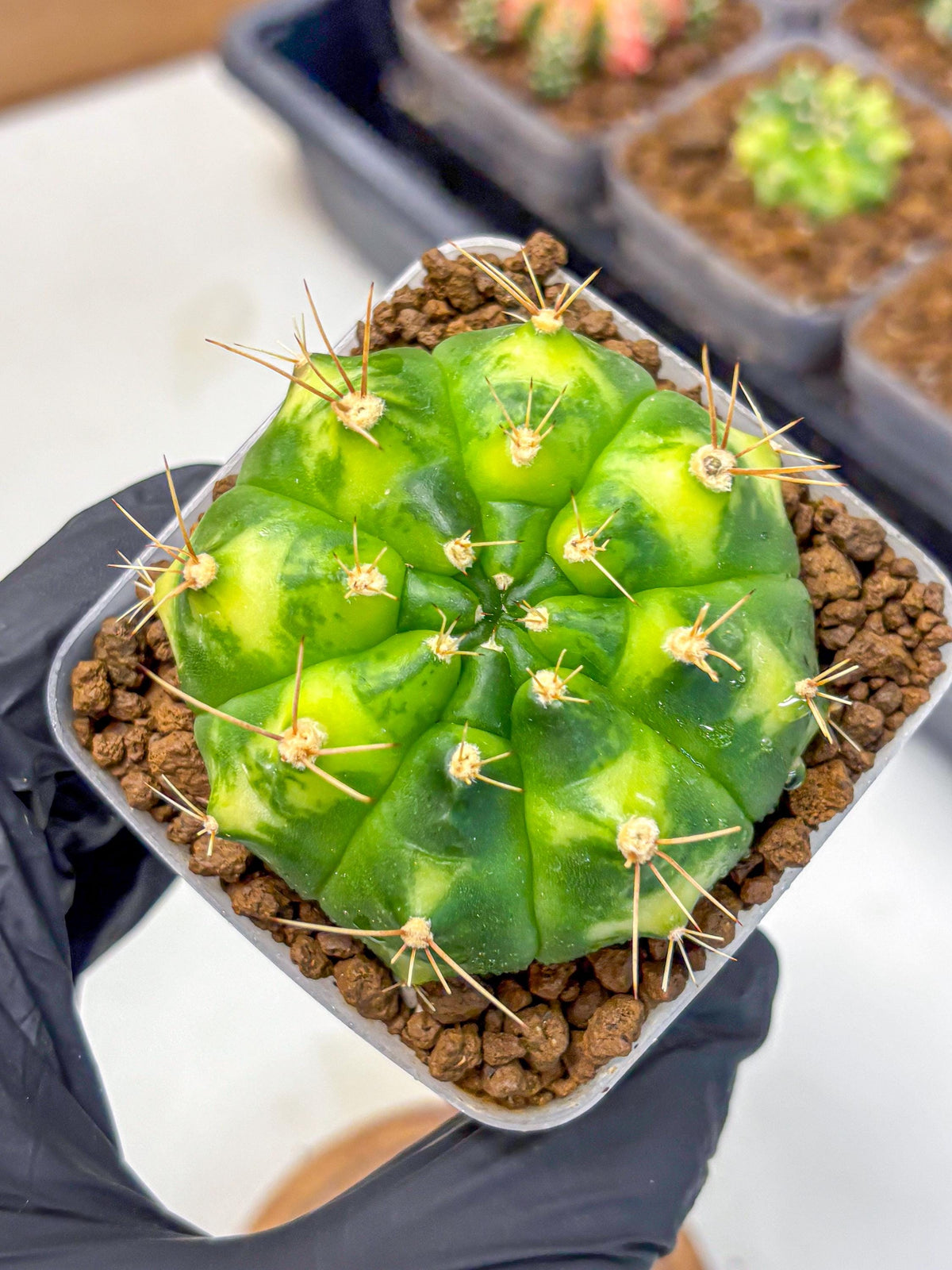 Gymnocalycium Marigold (gy22) (1) | Special Hybrid cactus