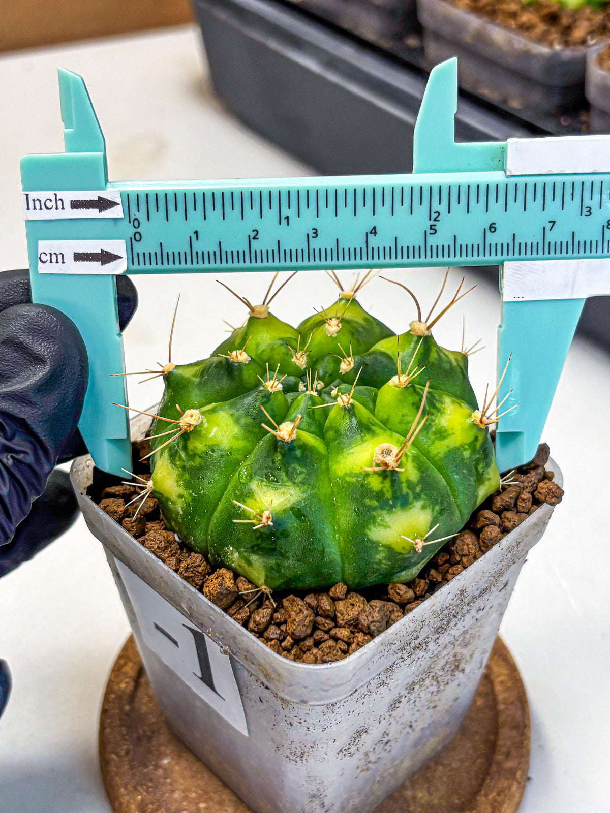 Gymnocalycium Marigold (gy22) (1) | Special Hybrid cactus