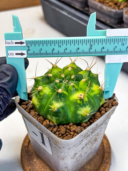 Gymnocalycium Marigold (gy22) (1) | Special Hybrid cactus