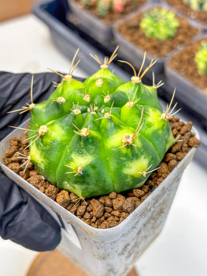 Gymnocalycium Marigold (gy22) (1) | Special Hybrid cactus