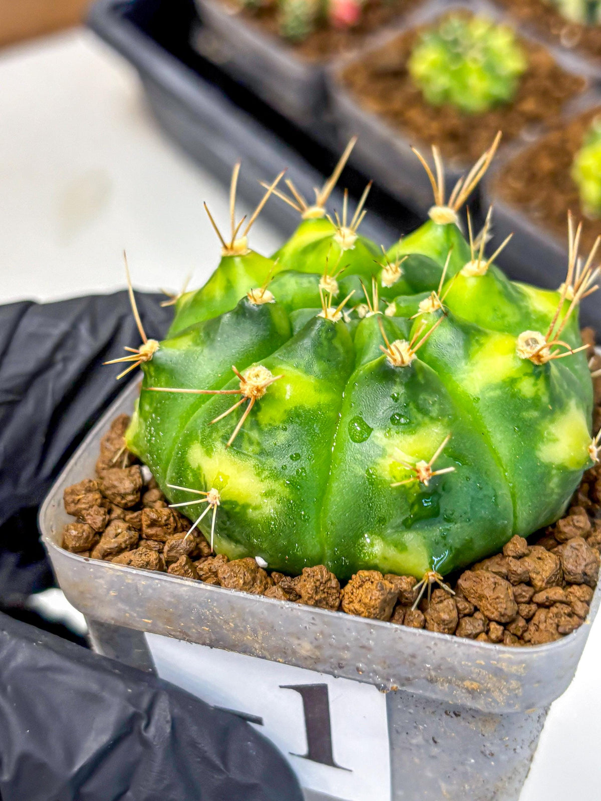 Gymnocalycium Marigold (gy22) (1) | Special Hybrid cactus