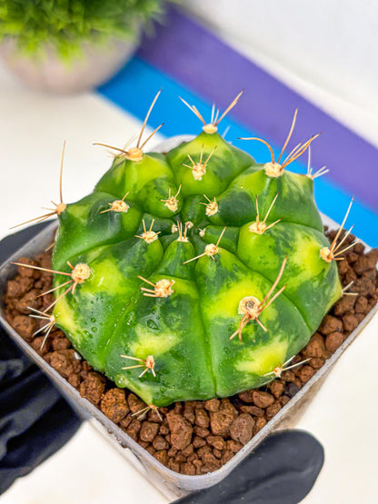 Gymnocalycium Marigold (gy22) (1) | Special Hybrid cactus