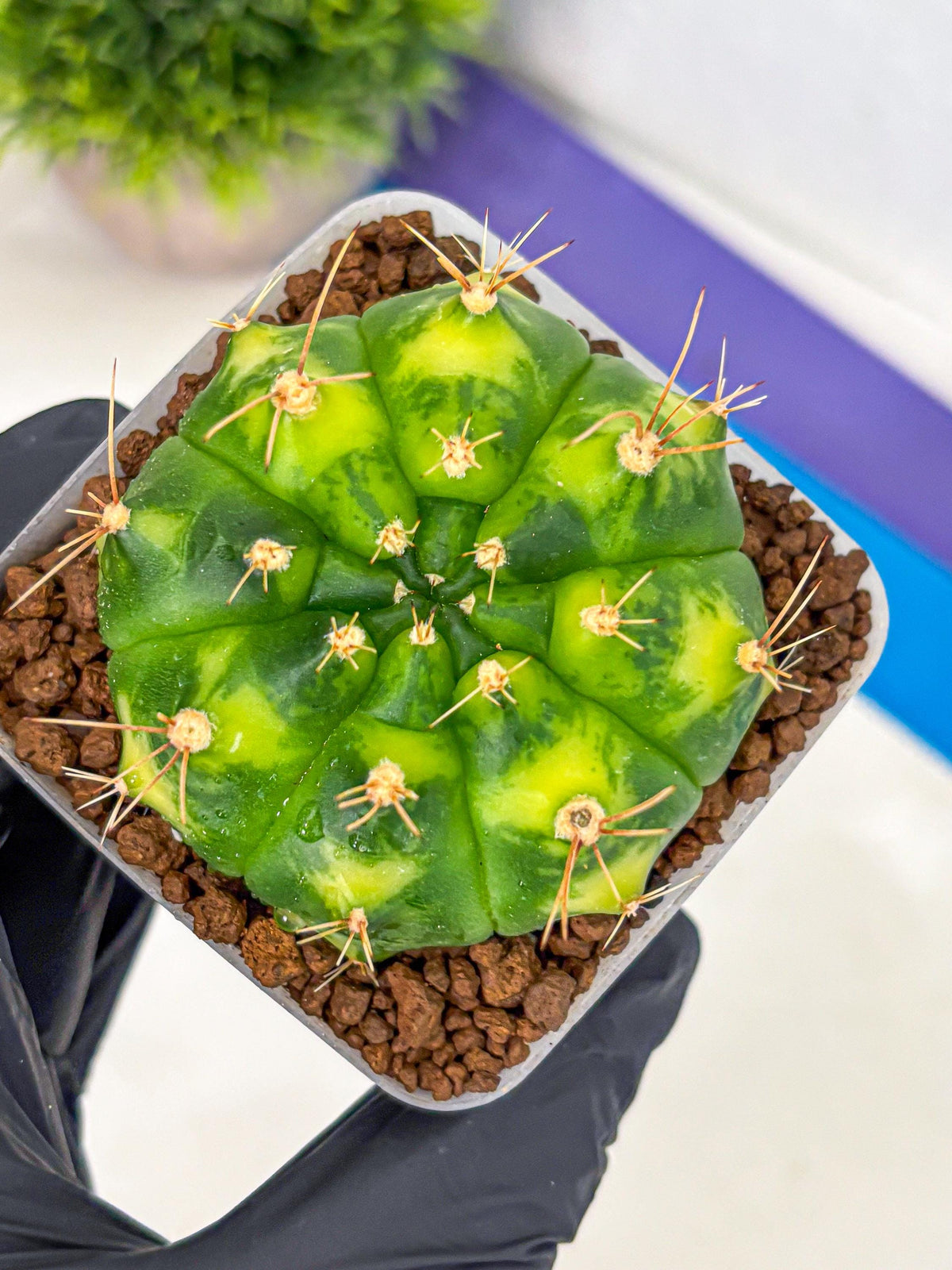Gymnocalycium Marigold (gy22) (1) | Special Hybrid cactus