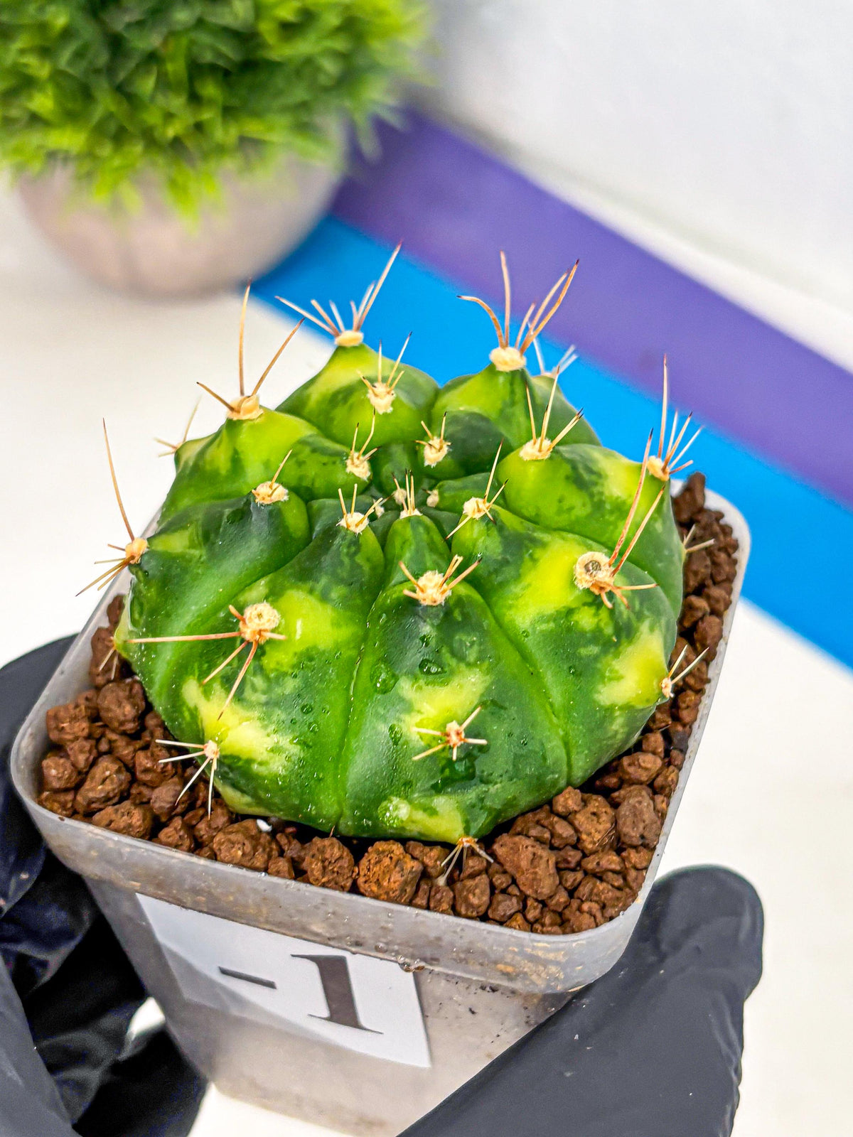 Gymnocalycium Marigold (gy22) (1) | Special Hybrid cactus