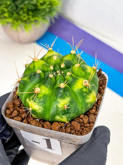 Gymnocalycium Marigold (gy22) (1) | Special Hybrid cactus
