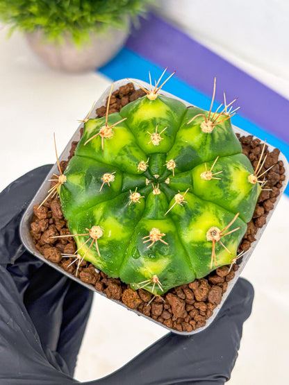 Gymnocalycium Marigold (gy22) (1) | Special Hybrid cactus