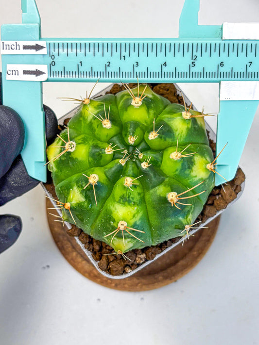 Gymnocalycium Marigold (gy22) (2) | Special Hybrid cactus