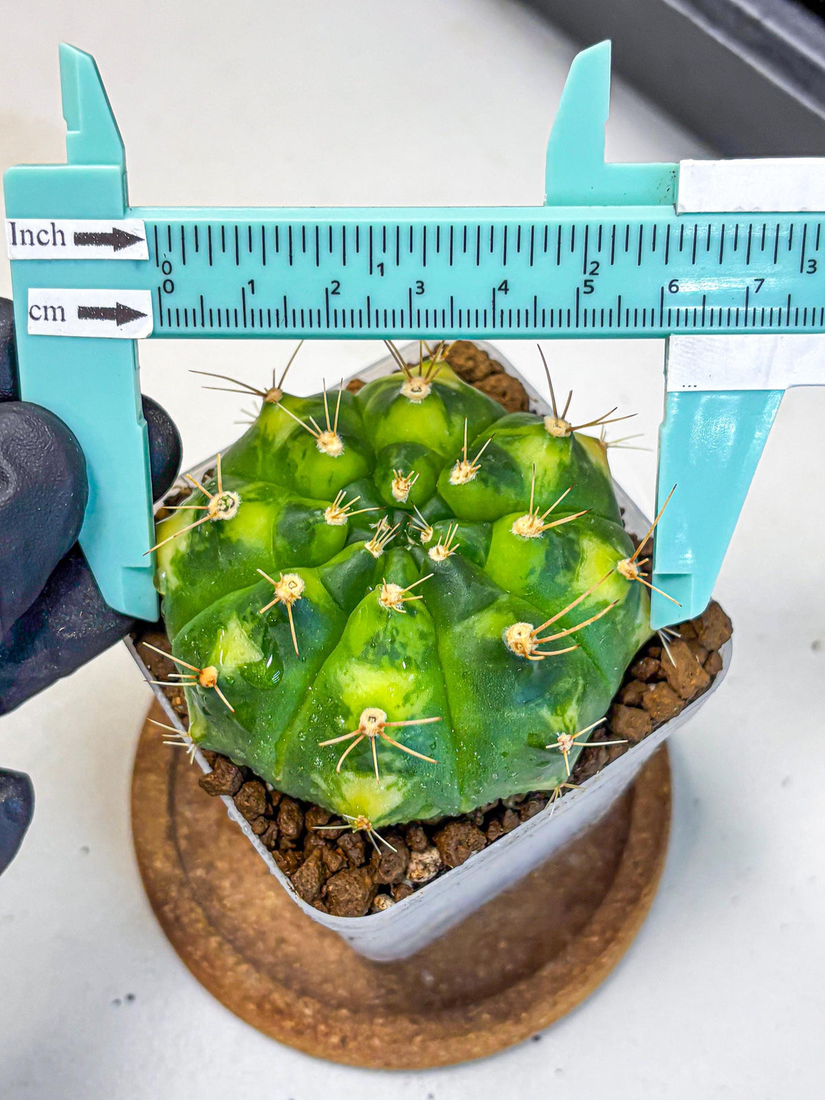 Gymnocalycium Marigold (gy22) (2) | Special Hybrid cactus