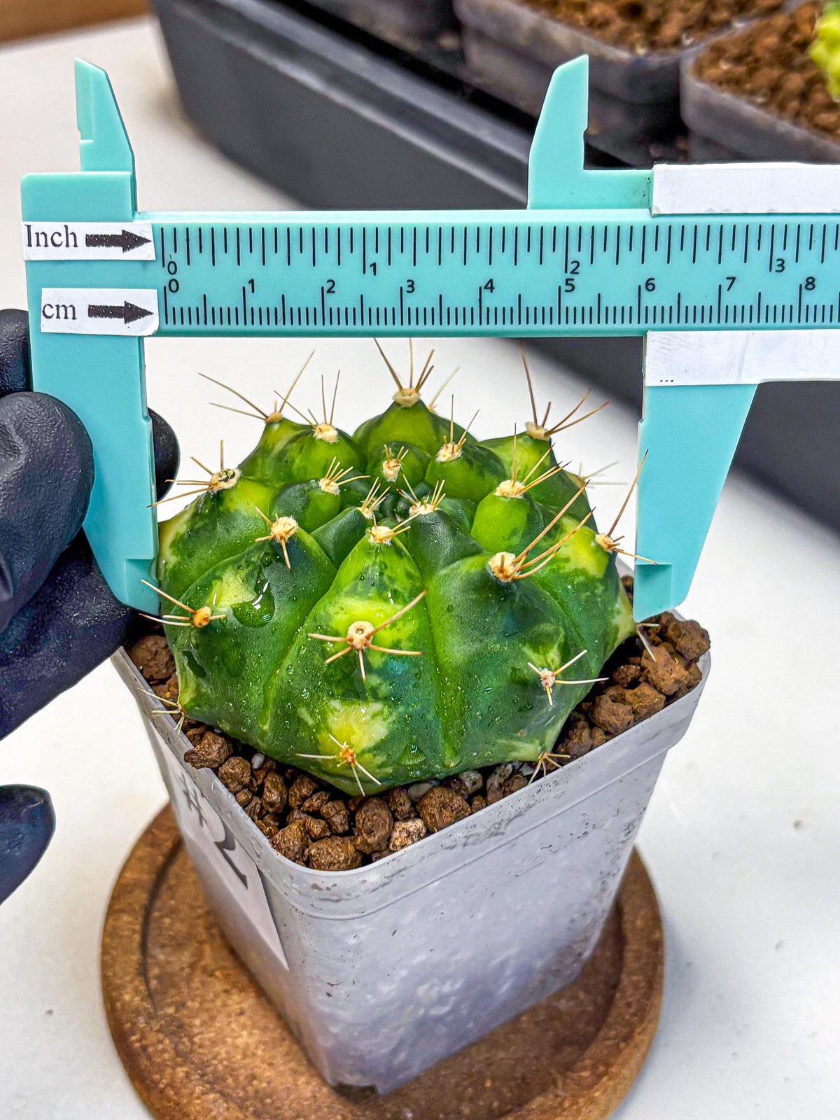 Gymnocalycium Marigold (gy22) (2) | Special Hybrid cactus