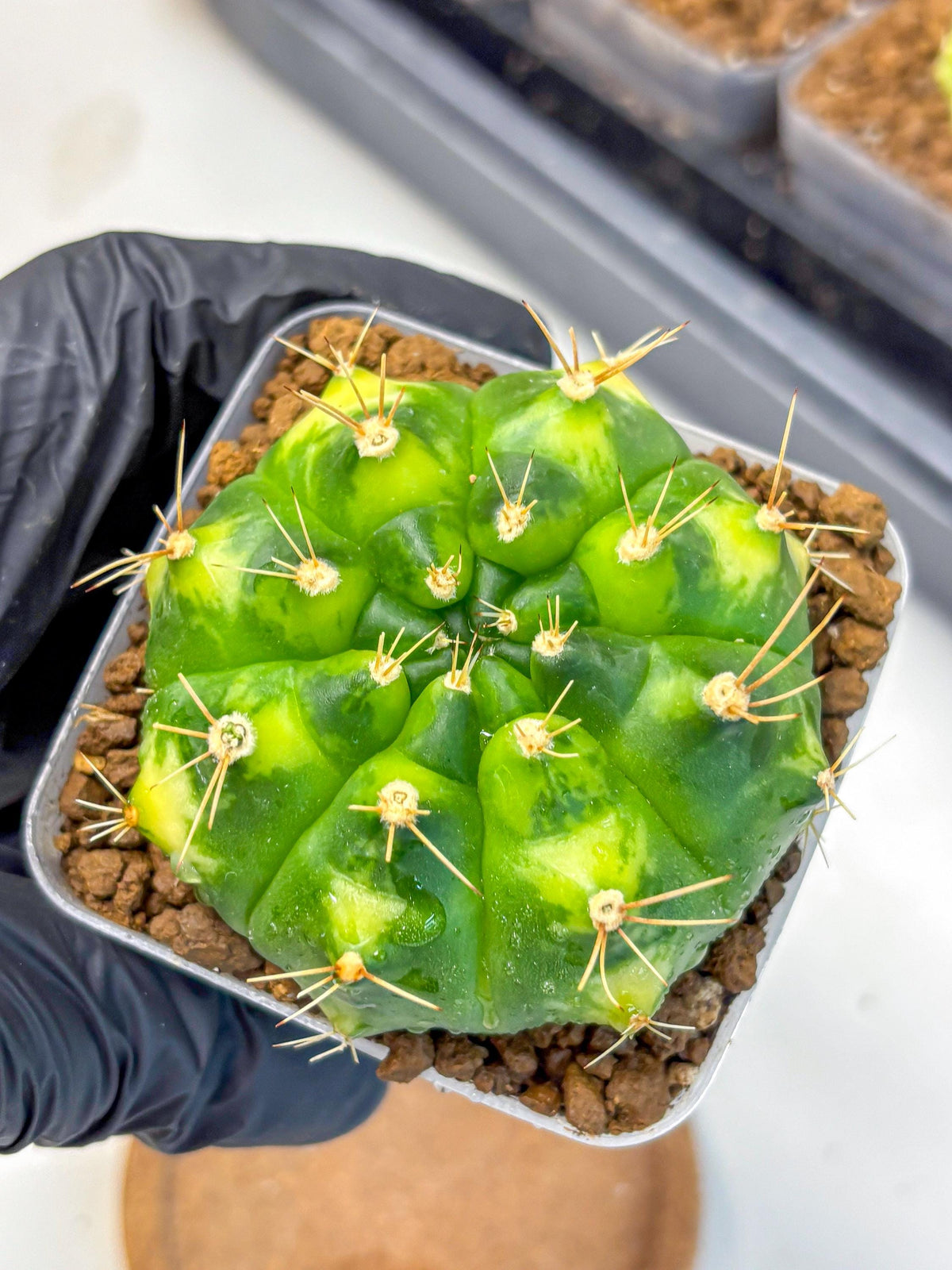 Gymnocalycium Marigold (gy22) (2) | Special Hybrid cactus