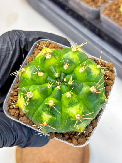 Gymnocalycium Marigold (gy22) (2) | Special Hybrid cactus