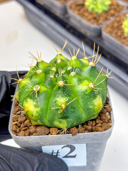 Gymnocalycium Marigold (gy22) (2) | Special Hybrid cactus