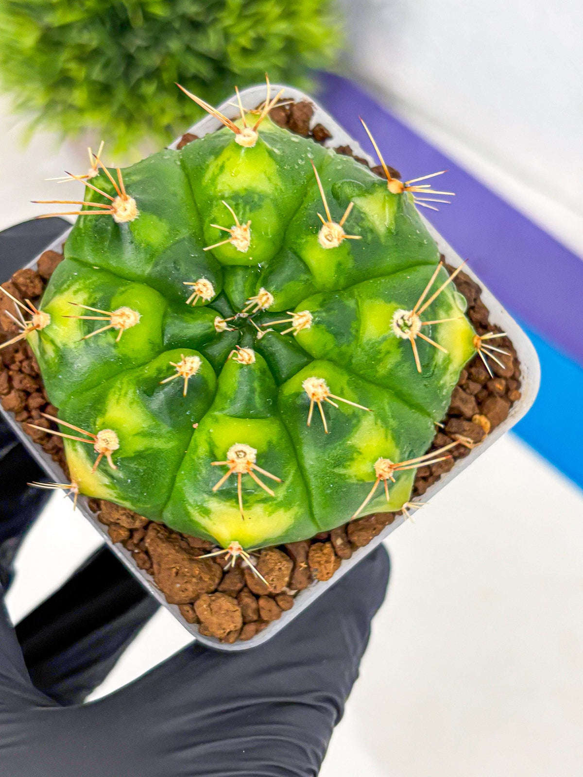 Gymnocalycium Marigold (gy22) (2) | Special Hybrid cactus