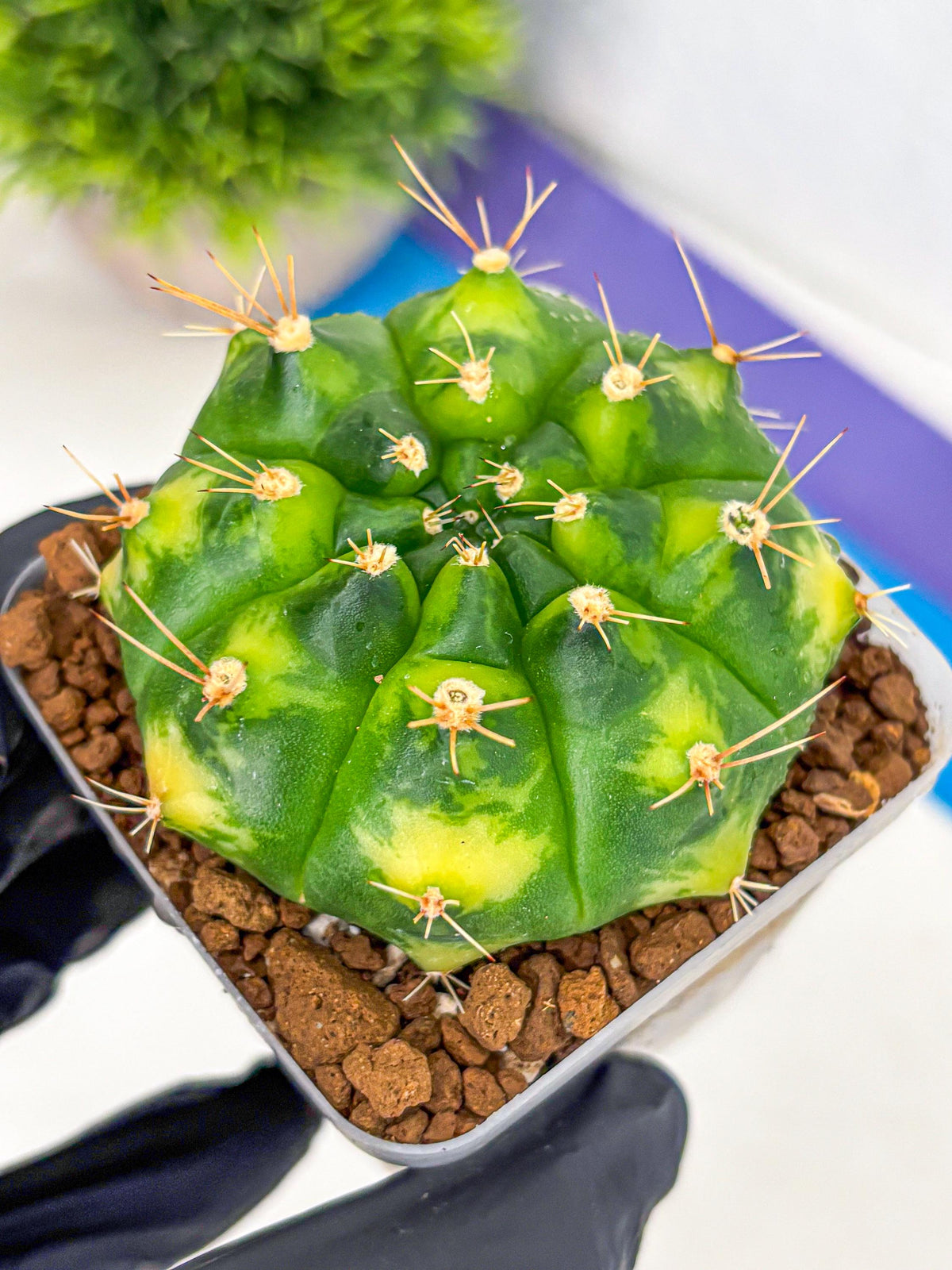 Gymnocalycium Marigold (gy22) (2) | Special Hybrid cactus
