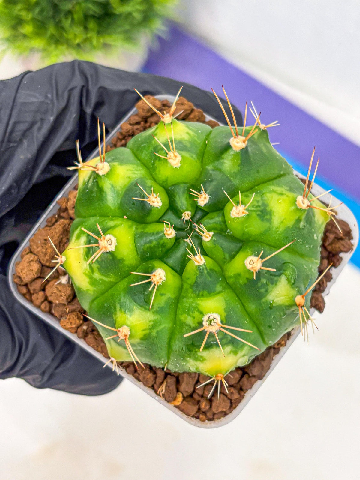 Gymnocalycium Marigold (gy22) (2) | Special Hybrid cactus