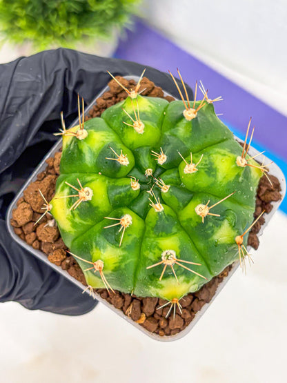 Gymnocalycium Marigold (gy22) (2) | Special Hybrid cactus