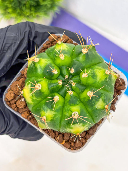Gymnocalycium Marigold (gy22) (2) | Special Hybrid cactus