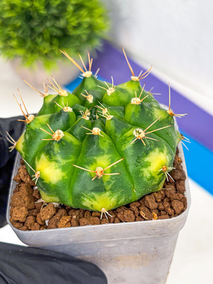 Gymnocalycium Marigold (gy22) (2) | Special Hybrid cactus