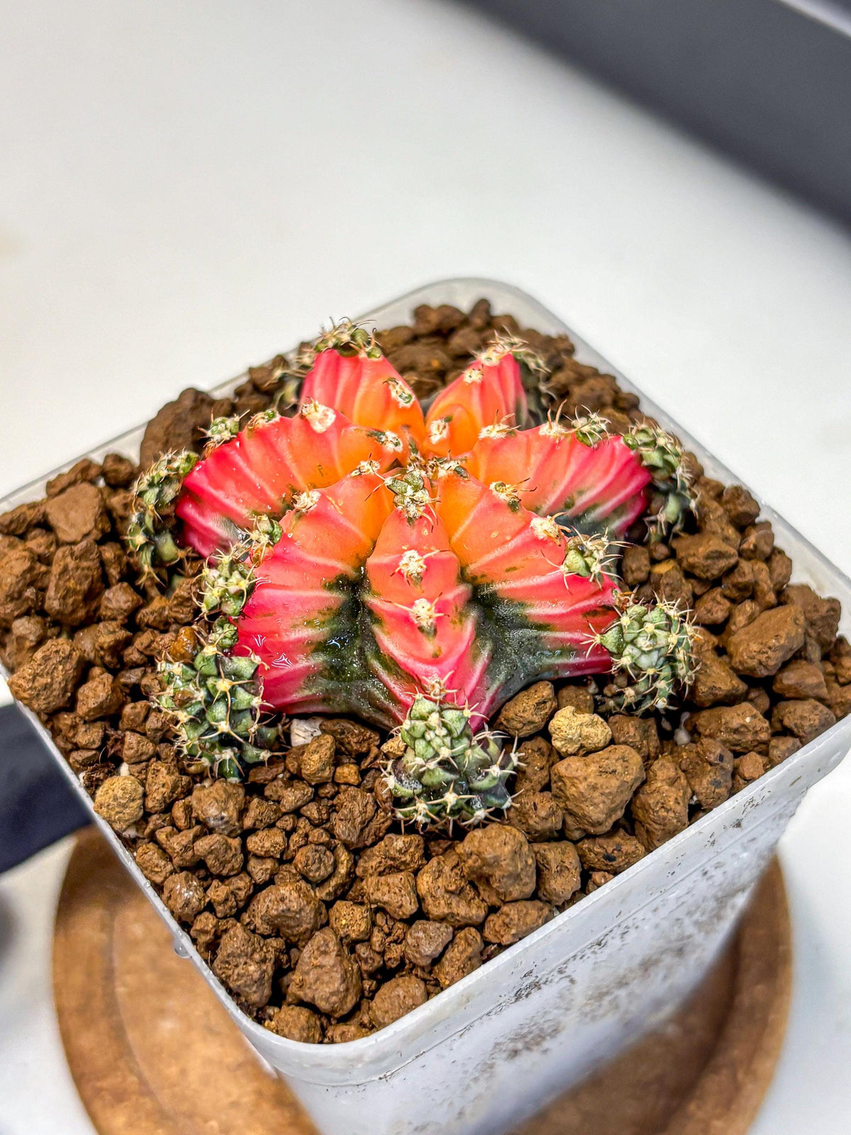 Gymnocalycium Red Chili (gy22) (3) | Special Hybrid cactus