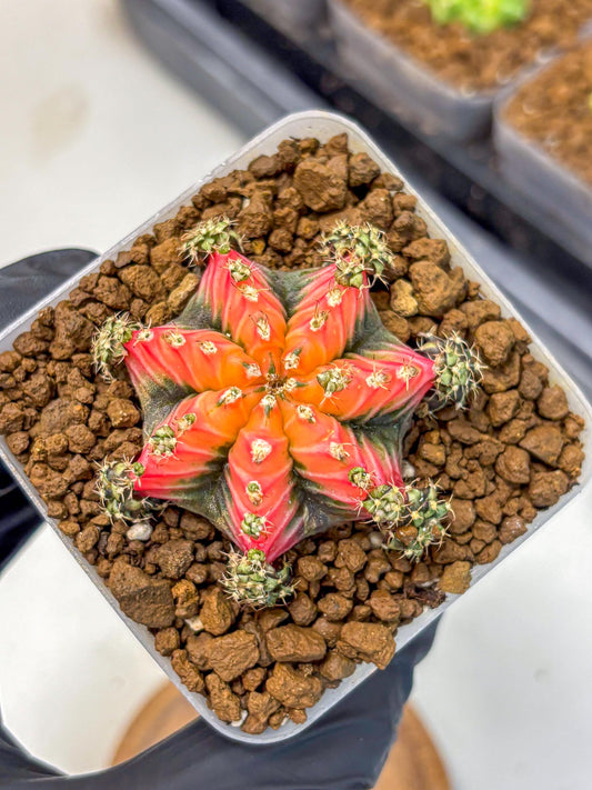 Gymnocalycium Red Chili (gy22) (3) | Special Hybrid cactus
