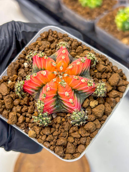 Gymnocalycium Red Chili (gy22) (3) | Special Hybrid cactus