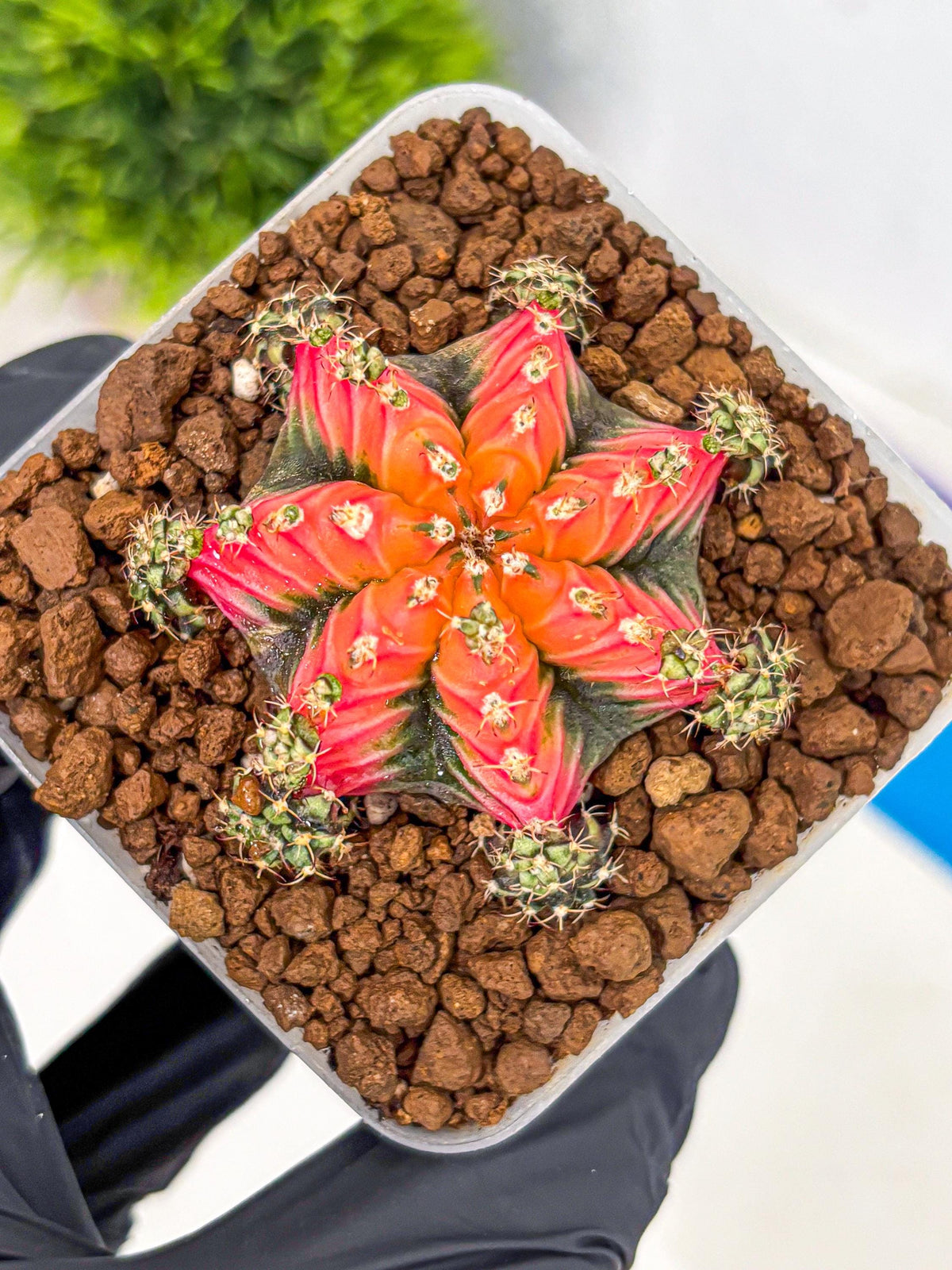 Gymnocalycium Red Chili (gy22) (3) | Special Hybrid cactus