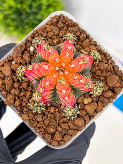 Gymnocalycium Red Chili (gy22) (3) | Special Hybrid cactus