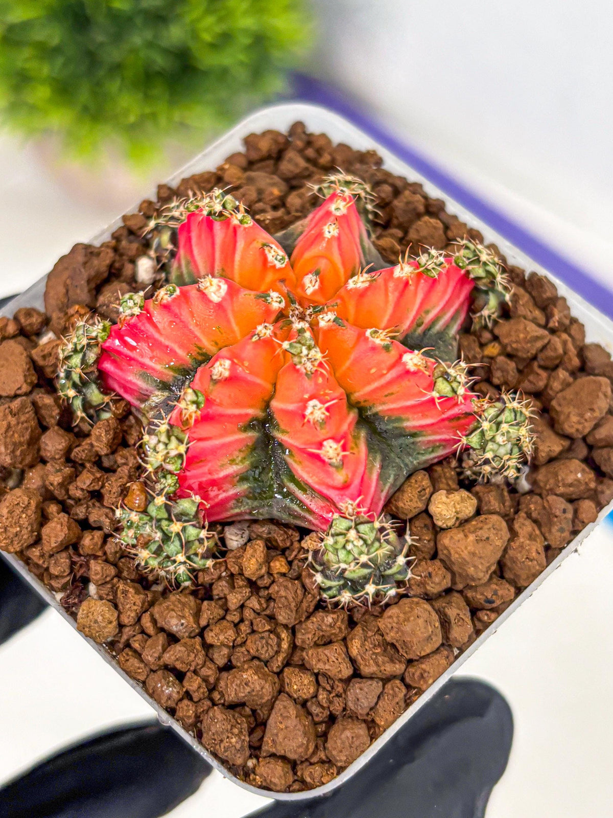 Gymnocalycium Red Chili (gy22) (3) | Special Hybrid cactus