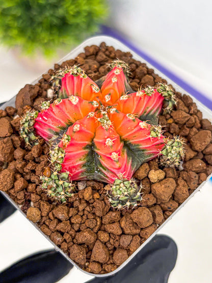 Gymnocalycium Red Chili (gy22) (3) | Special Hybrid cactus