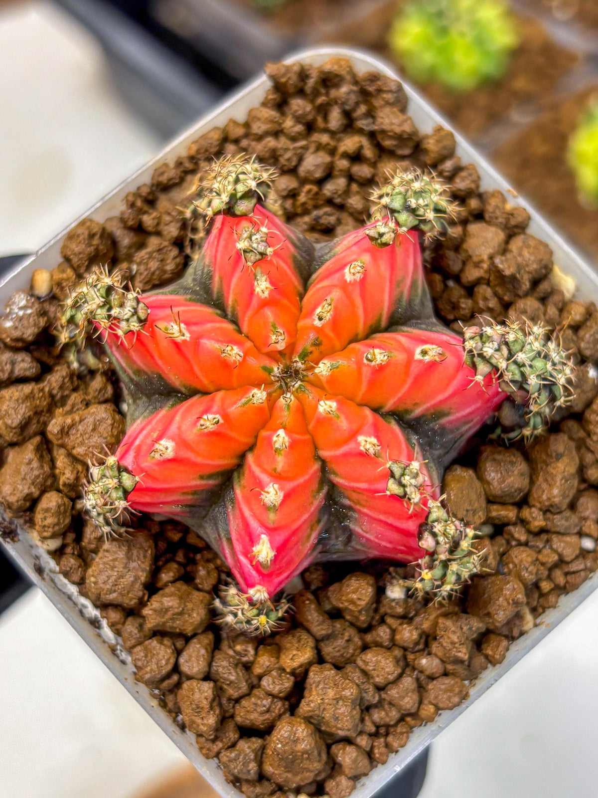 Gymnocalycium Red Chili (gy22) (3) | Special Hybrid cactus