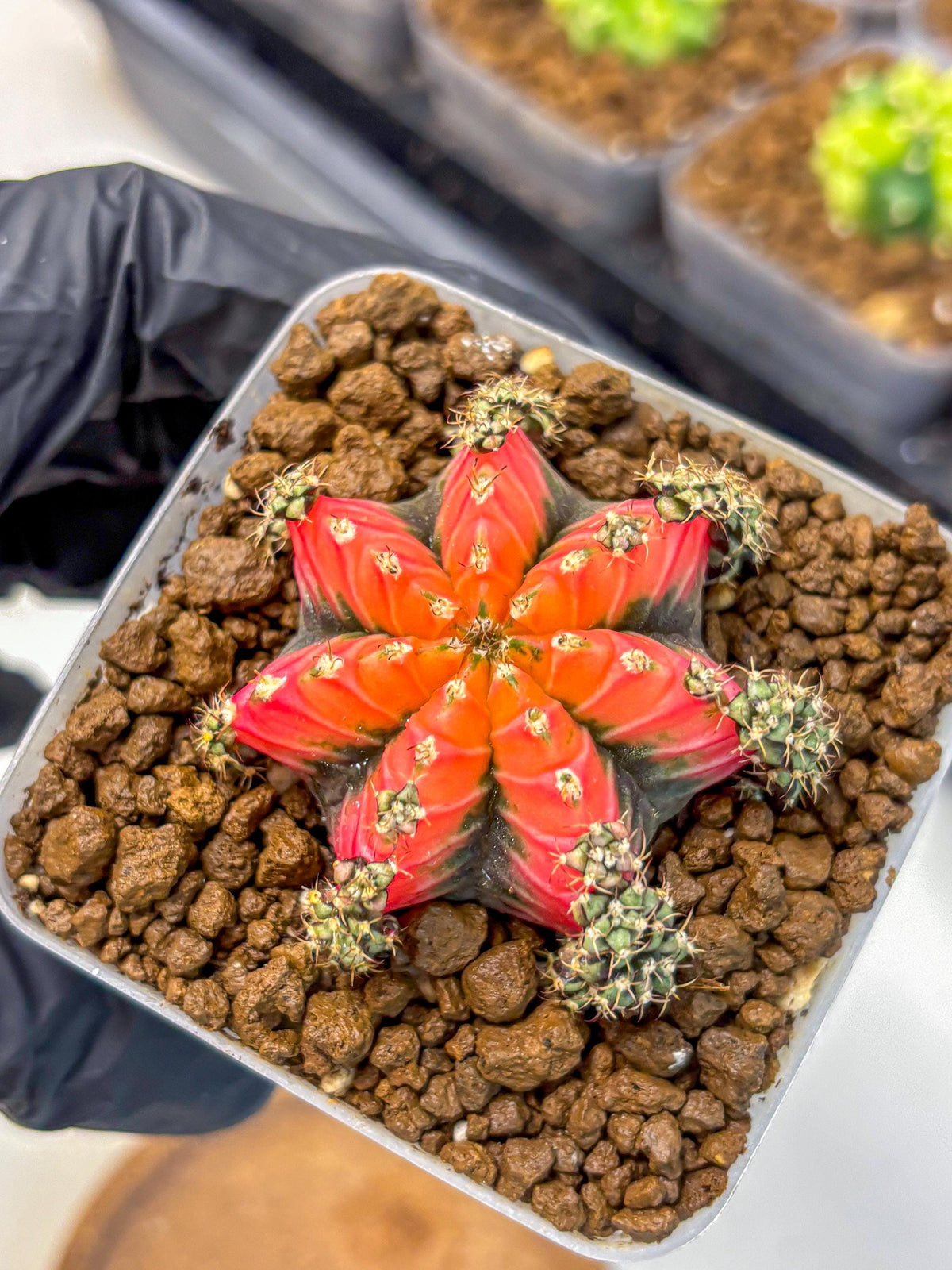 Gymnocalycium Red Chili (gy22) (3) | Special Hybrid cactus
