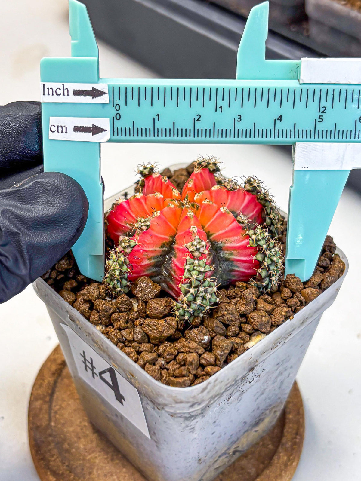 Gymnocalycium Red Chili (gy22) (3) | Special Hybrid cactus