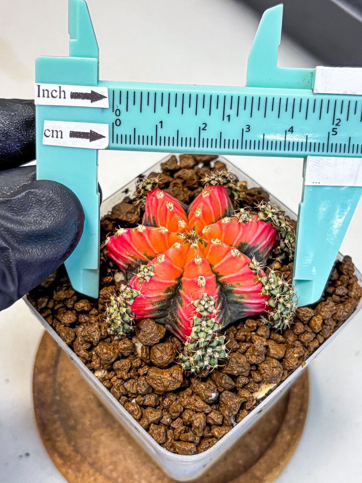 Gymnocalycium Red Chili (gy22) (3) | Special Hybrid cactus