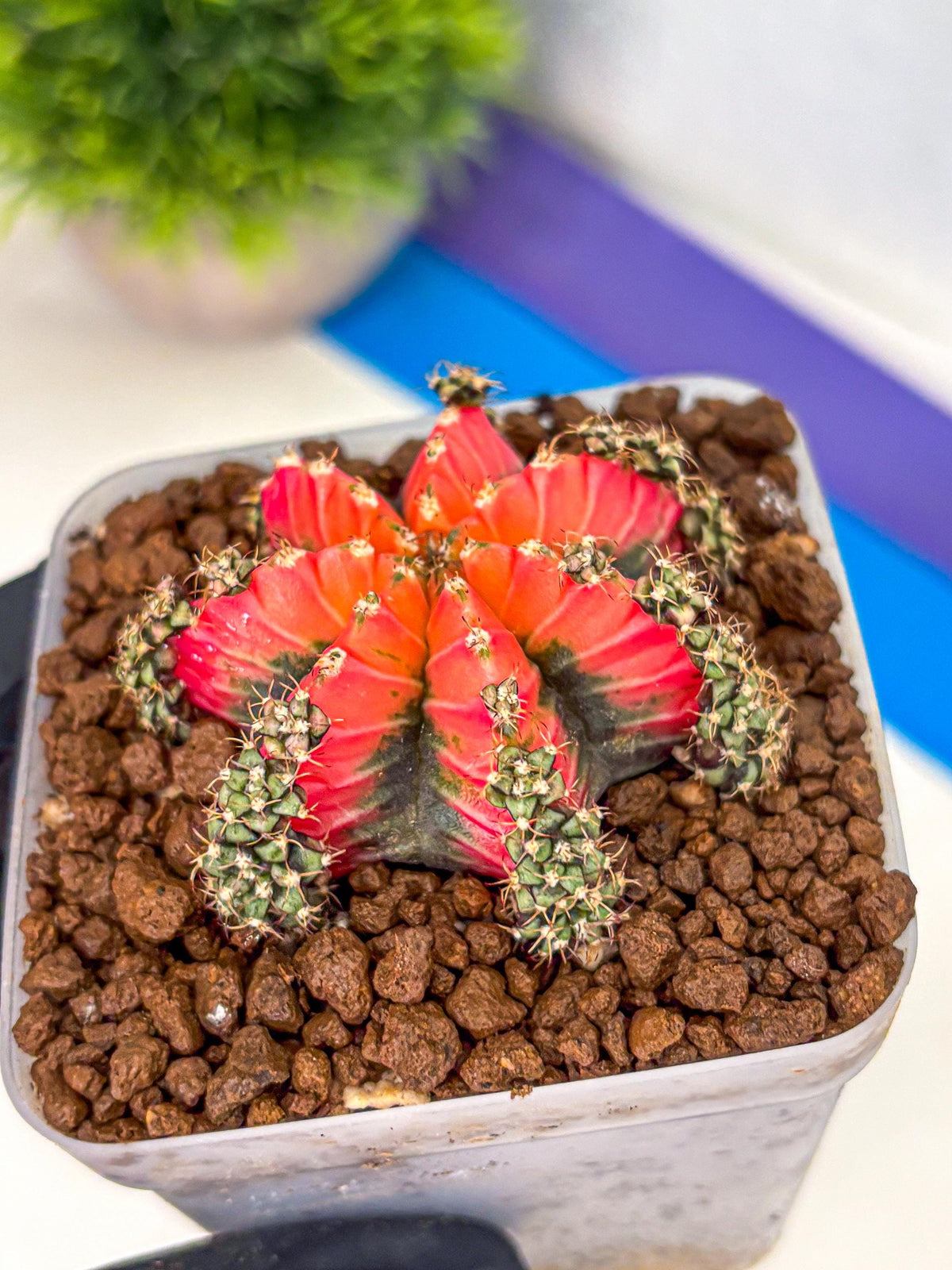 Gymnocalycium Red Chili (gy22) (3) | Special Hybrid cactus