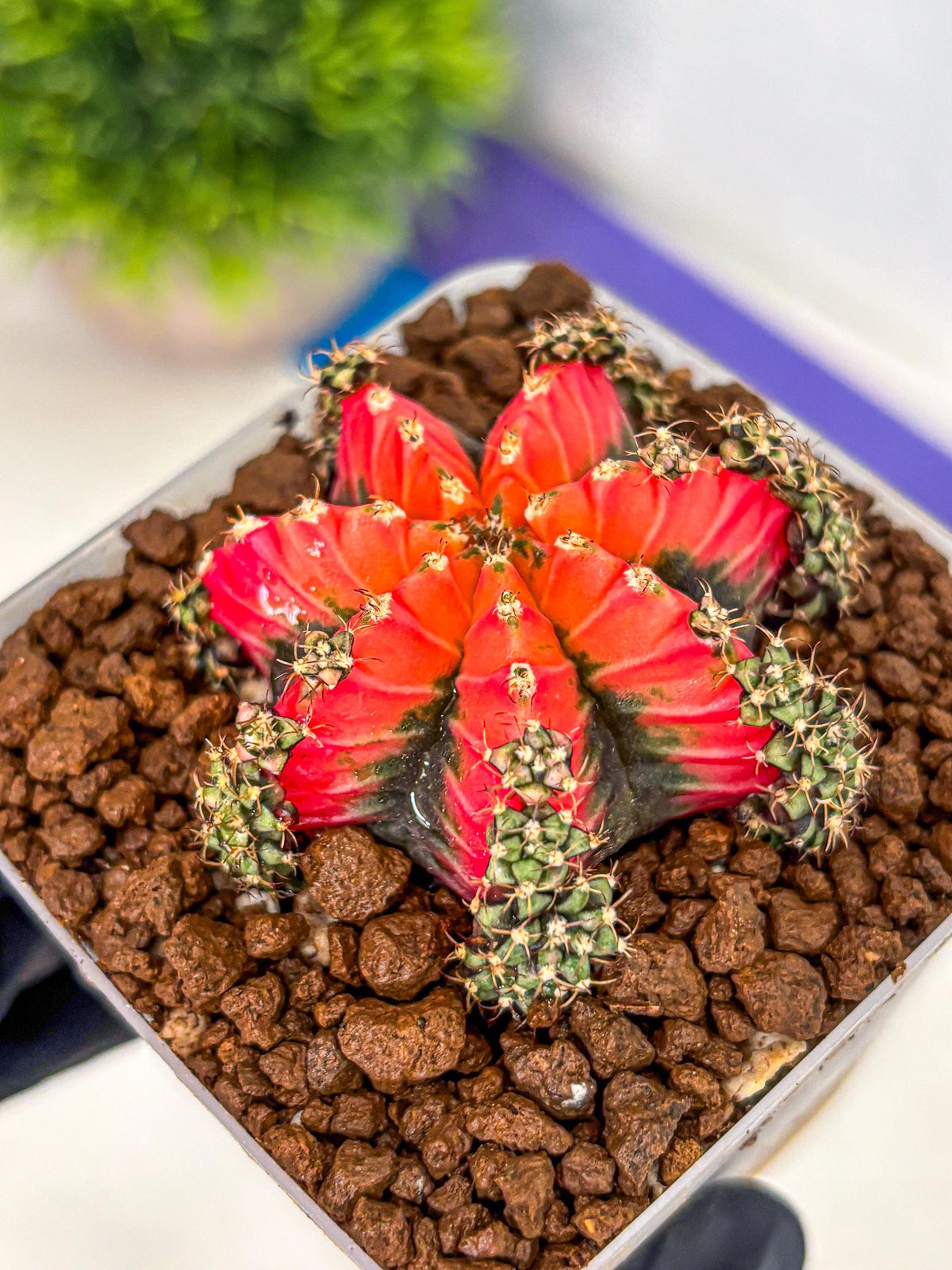 Gymnocalycium Red Chili (gy22) (3) | Special Hybrid cactus