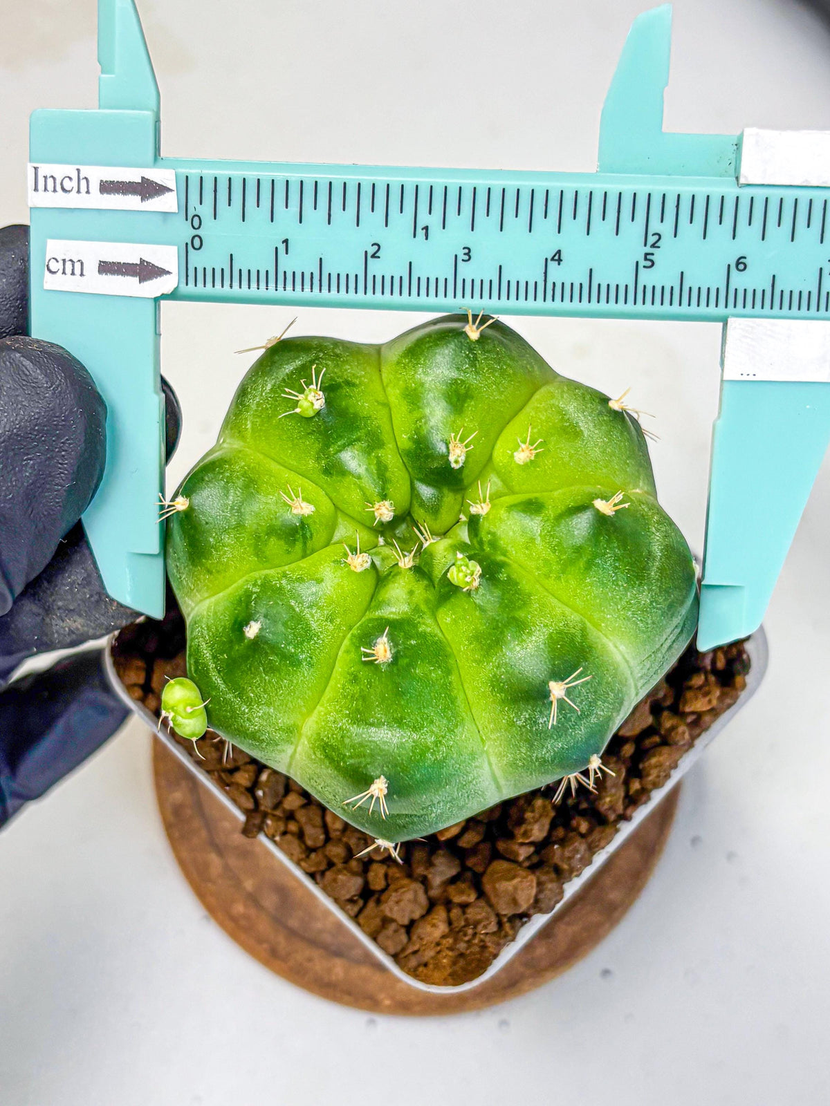 Gymnocalycium Green Marble (gy22) (6) | Hybrid Cactus