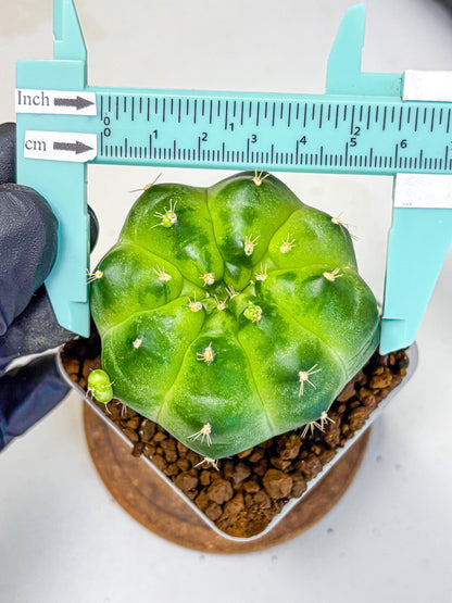 Gymnocalycium Green Marble (gy22) (6) | Hybrid Cactus