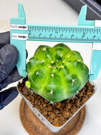 Gymnocalycium Green Marble (gy22) (6) | Hybrid Cactus