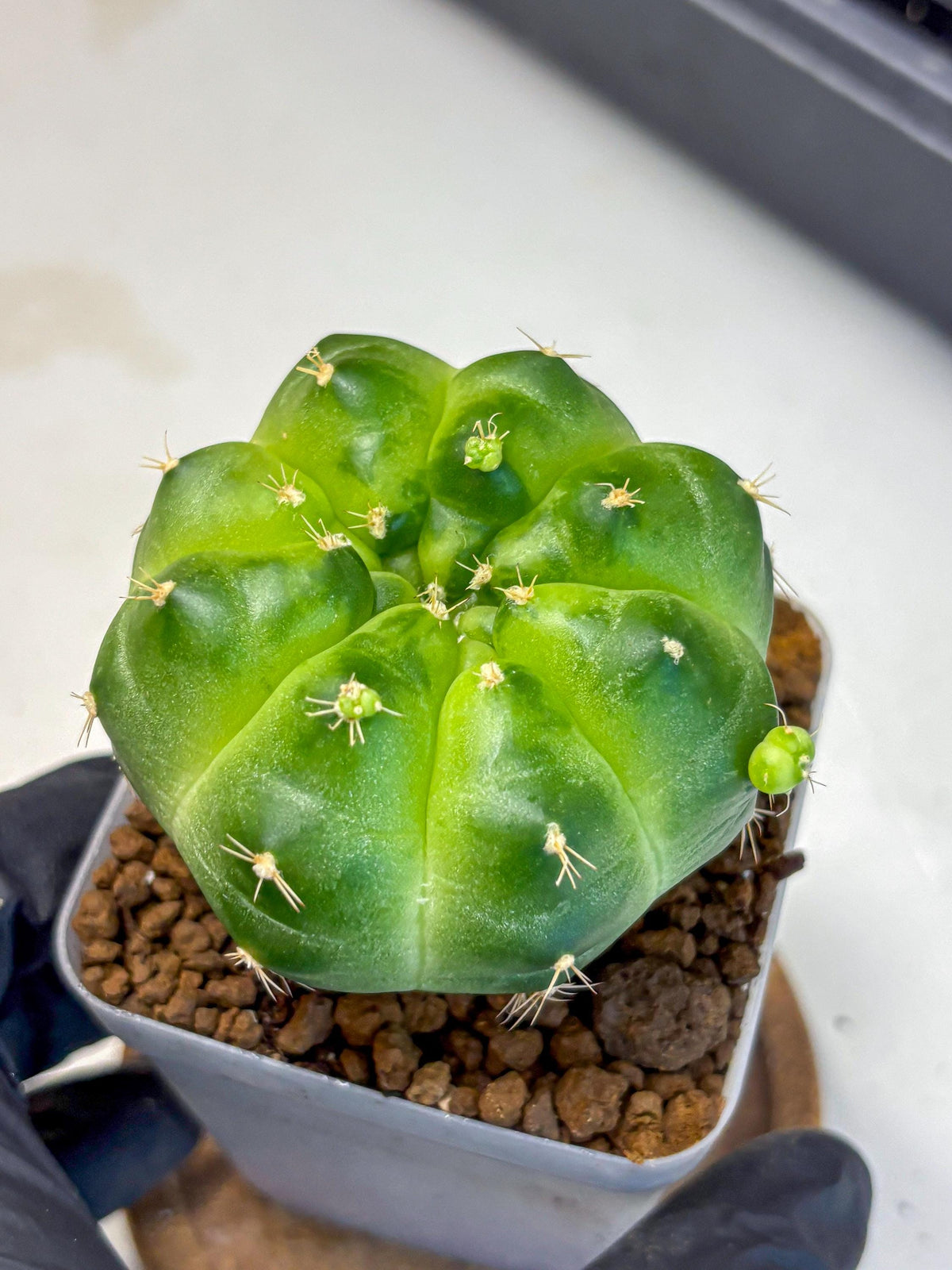 Gymnocalycium Green Marble (gy22) (6) | Hybrid Cactus